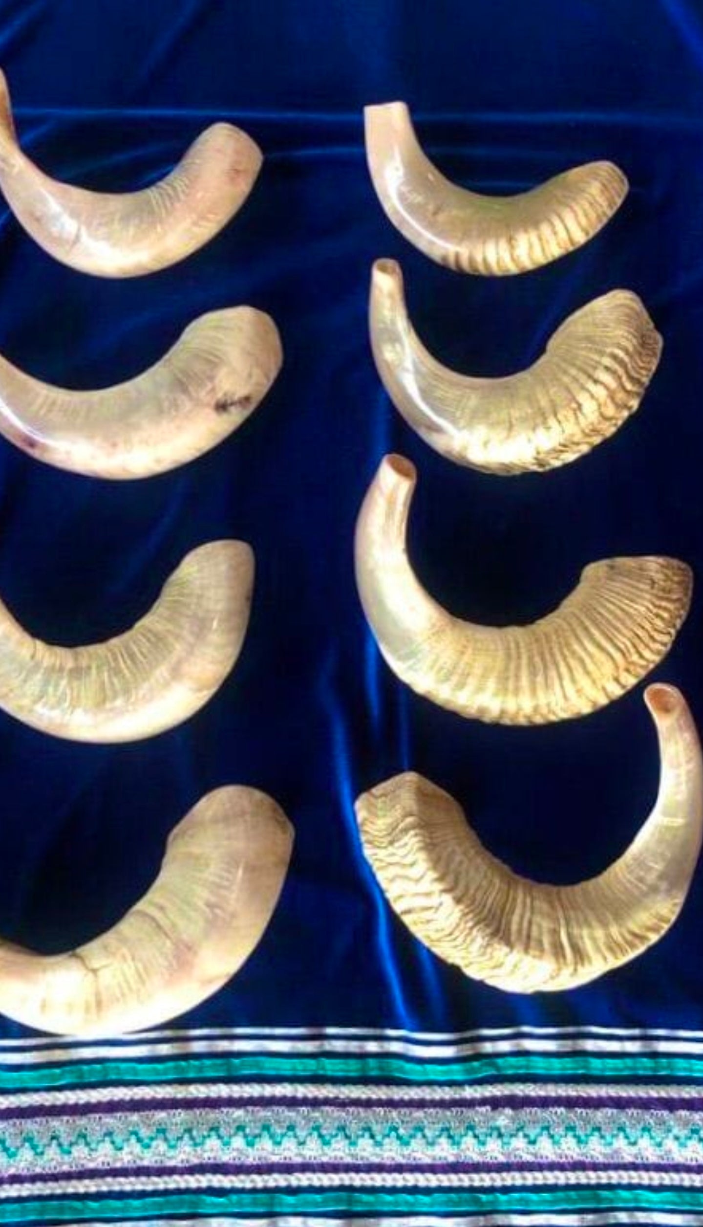 Sheep Rams Horn Shofar Large