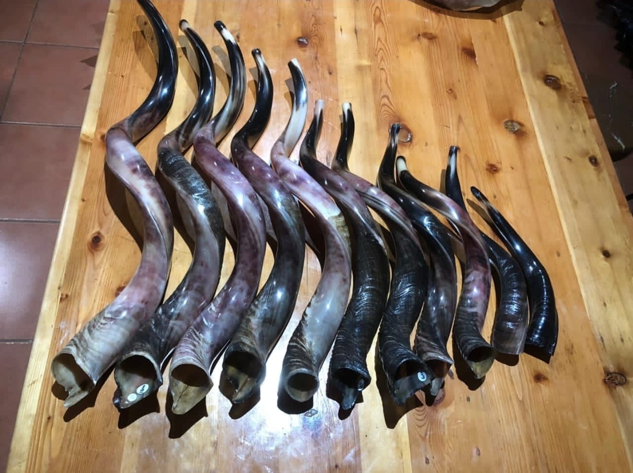 Kudu Horn 50cm Shofar